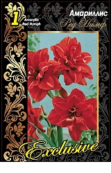 Амариллисы